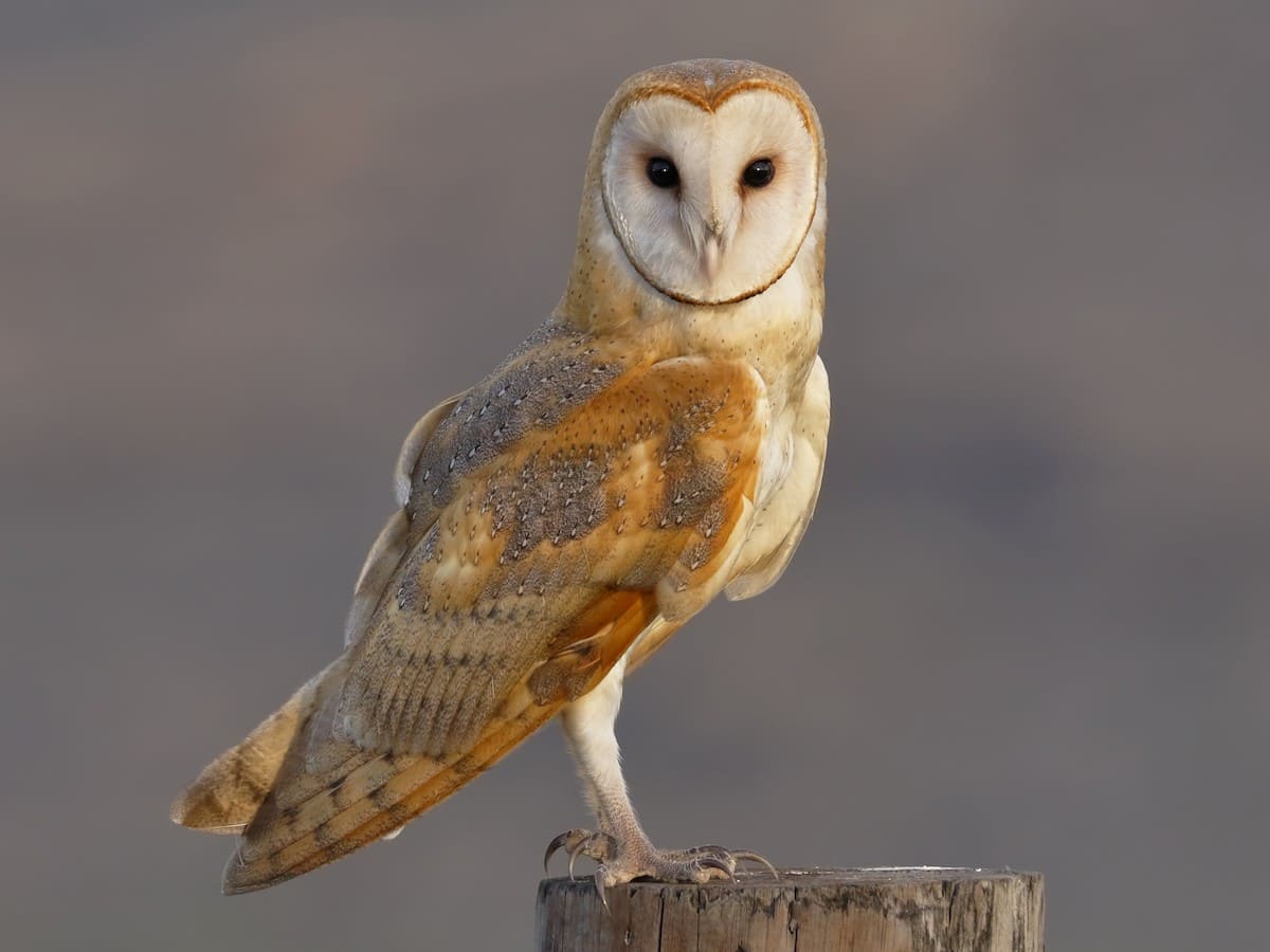 Barn Owl